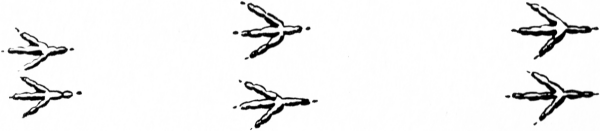 Tracks of a Hopping Bird - Tracking Animals — Learn How To Read Animal Tracks