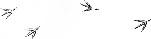 Tracks of a Walking Bird - Tracking Animals — Learn How To Read Animal Tracks