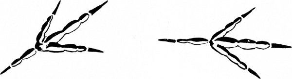 Tracks of a Ground Insect Feeding Bird - Tracking Animals — Learn How To Read Animal Tracks