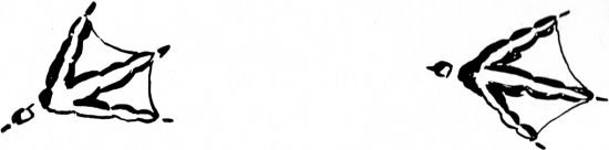 Tracks of a Swimming Bird - Tracking Animals — Learn How To Read Animal Tracks