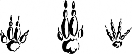 Tracks of an Earth Digging Animal - Tracking Animals — Learn How To Read Animal Tracks