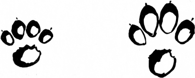 Tracks of a Flesh Eating Animal - Tracking Animals — Learn How To Read Animal Tracks