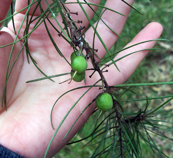 Persoonia linearis - Narrow-leaved Geebung
