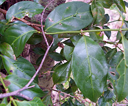 Bush Tucker Plant Foods - Morinda jasminoides - Sweet Morinda