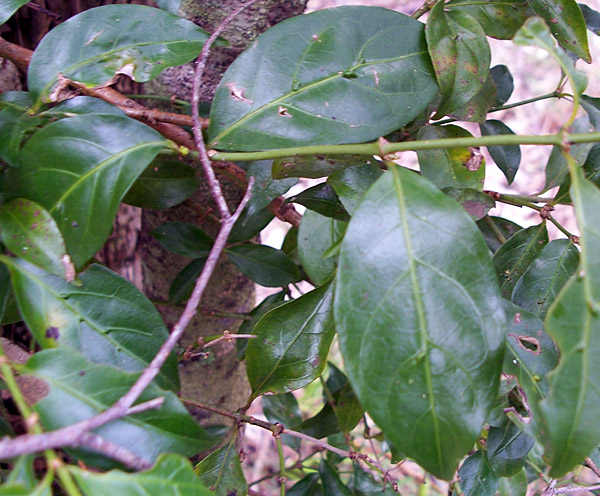 Morinda jasminoides - Sweet Morinda