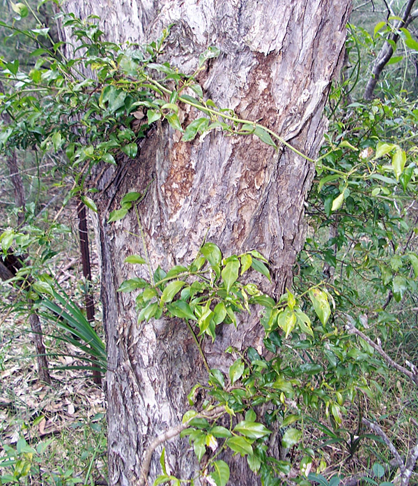 Morinda jasminoides - Sweet Morinda