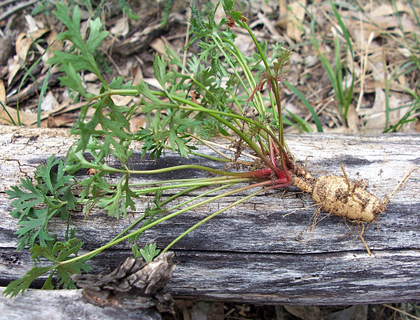 Trachymene incisa - Wild Parsnip