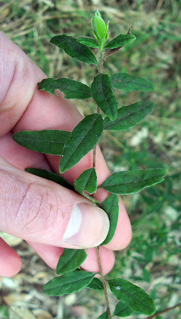 Billardiera scandens - Apple Berry