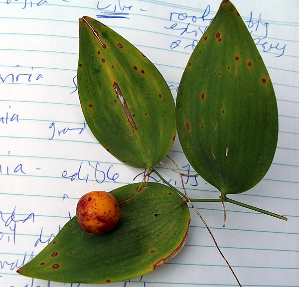 Eustrephus latifolius - Wombat Berry