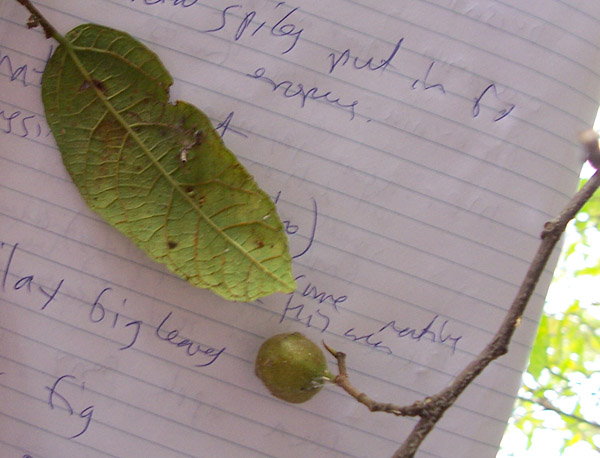 Ficus coronata - Sandpaper Fig