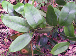 Bush Tucker Plant Foods - Ripogonum album - White supplejack