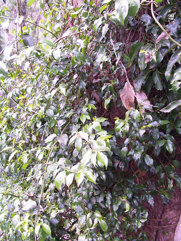 Bush Tucker Plant Quiz, Question 10 - Can you identify this plant?