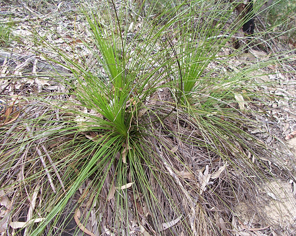 Xanthorrhoea - Grass Tree
