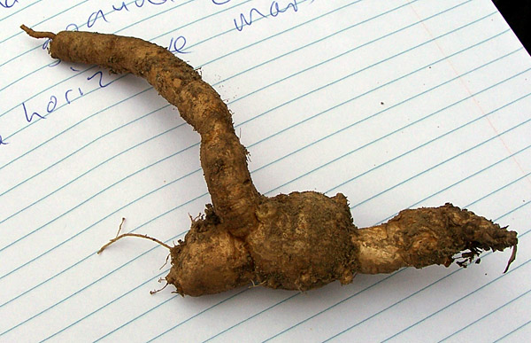 Trachymene incisa - Wild Parsnip