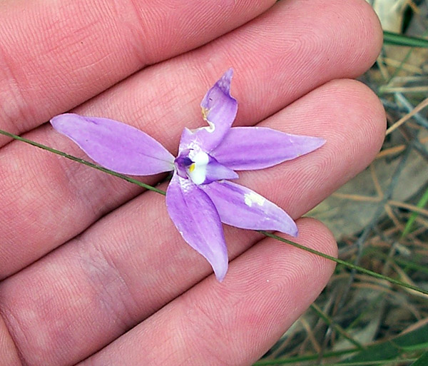 Glossodia major - Waxlip Orchid