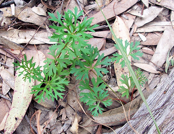 Trachymene incisa - Wild Parsnip