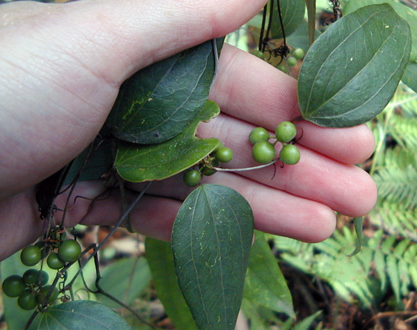 Smilax glyciphylla - Native Sarsaparilla