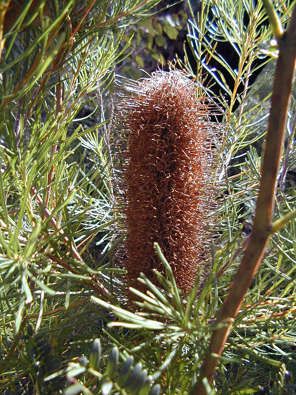 Banksia spinulosa - Hairpin Banksia