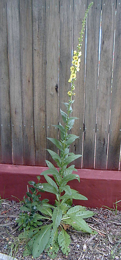 Verbascum - Mullein