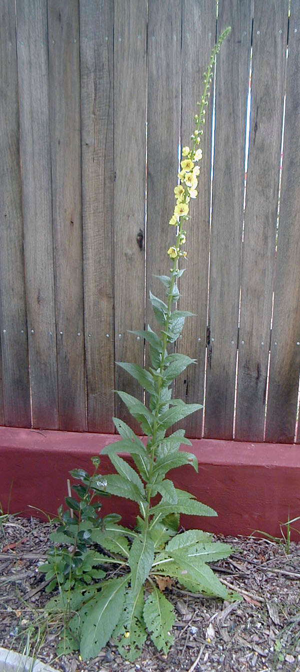 Verbascum virgatum - Twiggy Mullein