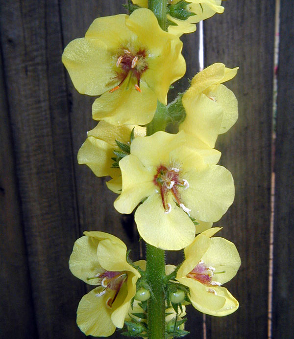 Verbascum virgatum - Twiggy Mullein Verbascum virgatum - Twiggy Mullein