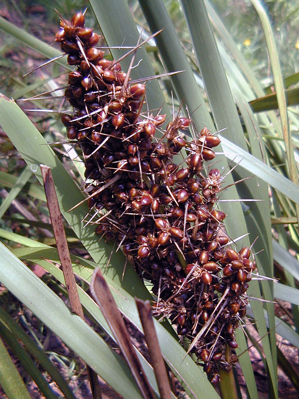Lomandra longifolia - Mat Rush