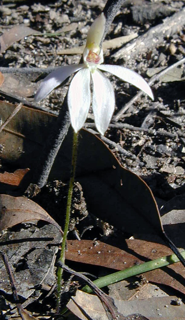 Caladenia carnea - Pink Fingers