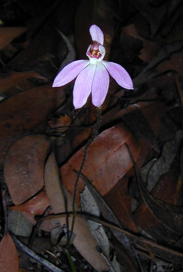 Caladenia carnea - Pink Fingers