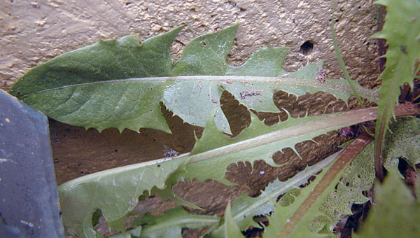 Taraxacum officinale - Dandelion