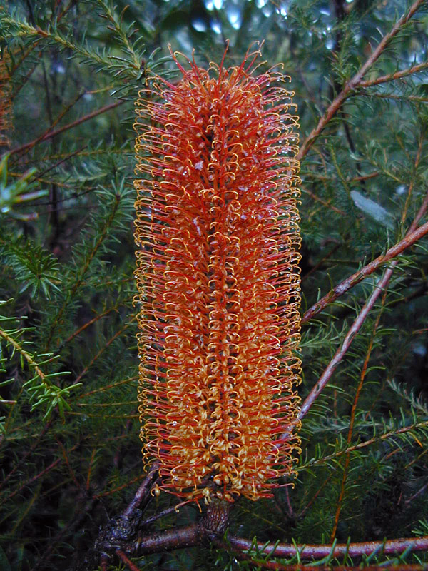 Banksia spinulosa - Hairpin Banksia