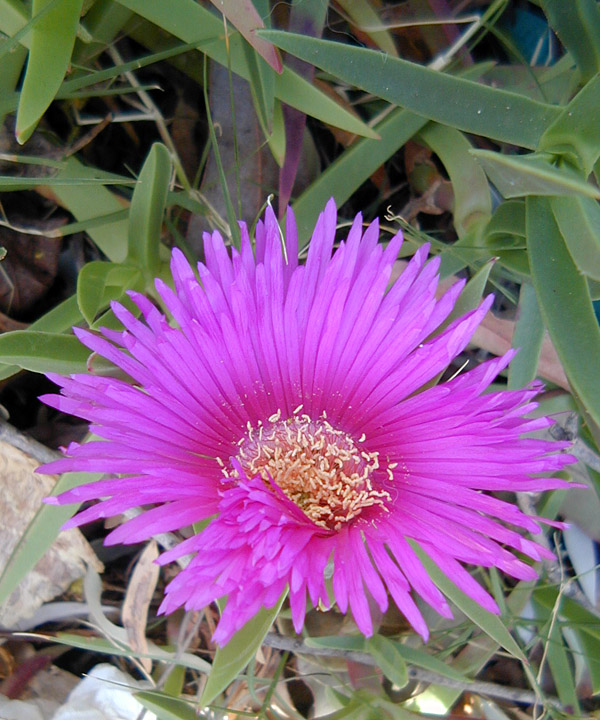 Carpobrotus - Pigface