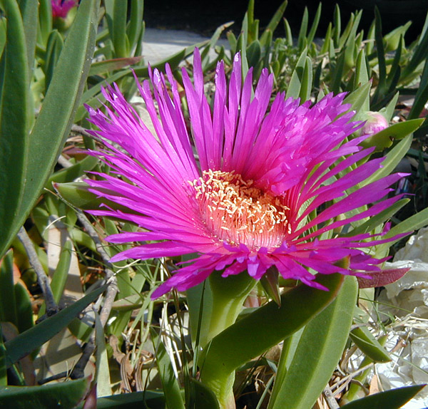 Carpobrotus - Pigface