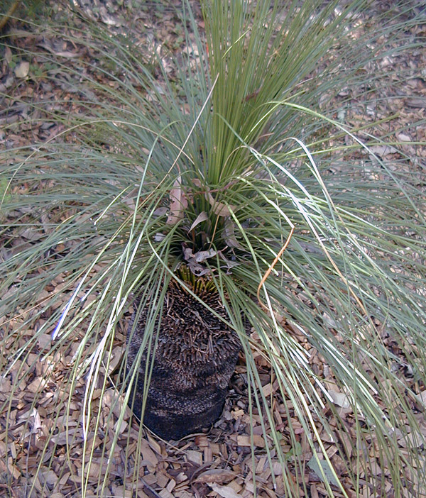 Xanthorrhoea - Grass Tree