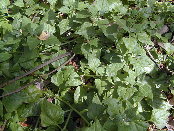 Tetragonia Tetragonoides - New Zealand Spinach