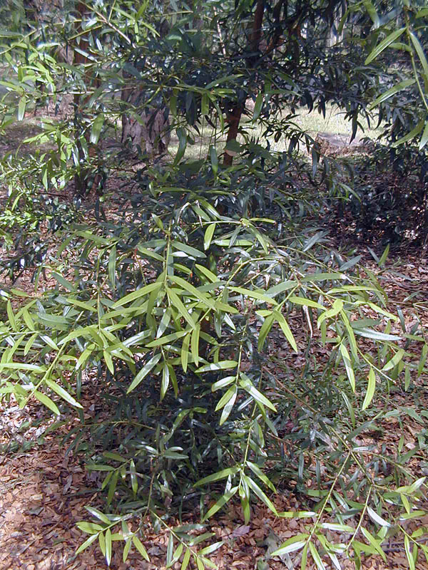 Bush Tucker Plant Quiz, Question 1 - Can you identify this plant?