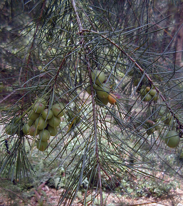 Persoonia linearis - Narrow-leaved Geebung