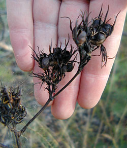 Bush Tucker Plant Foods - Haemodorum - Bloodroot