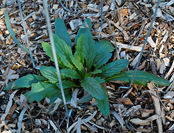 Bush Tucker Plant Foods - Ajuga australis - Austral Bugle