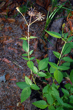 Edible Weeds - Bidens pilosa - Cobbler's Pegs