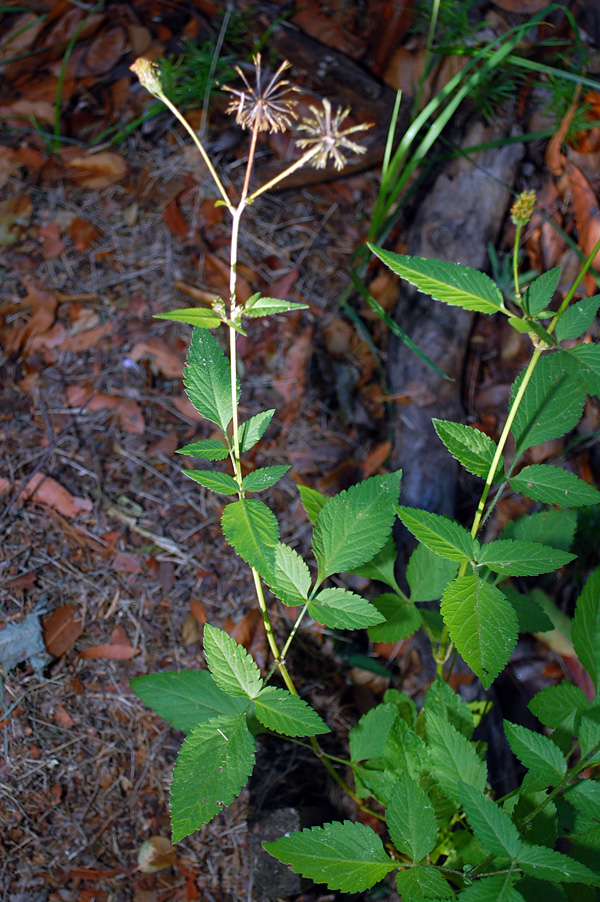 Bidens pilosa - Cobbler's Pegs