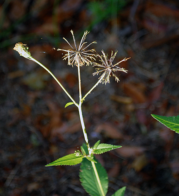 Bidens pilosa - Cobbler's Pegs