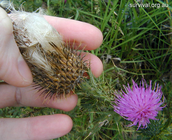 Cirsium vulgare - Spear Thistle - Bush Tucker Plant Foods