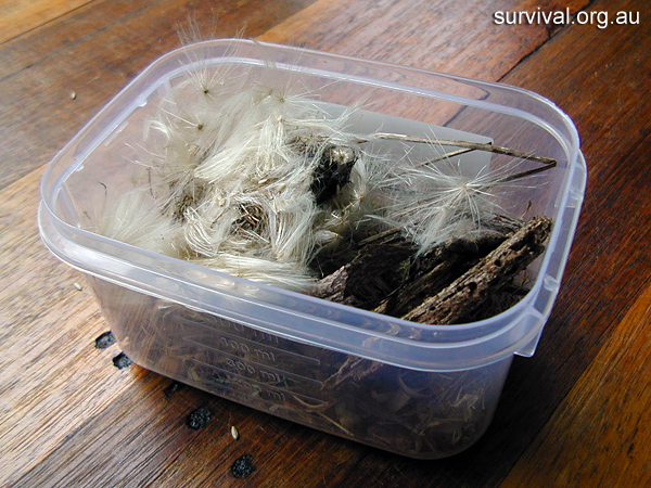 Cirsium vulgare - Spear Thistle - Bush Tucker Plant Foods