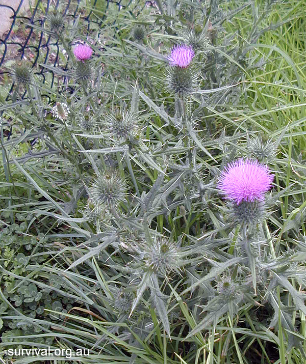 Cirsium vulgare - Spear Thistle - Bush Tucker Plant Foods