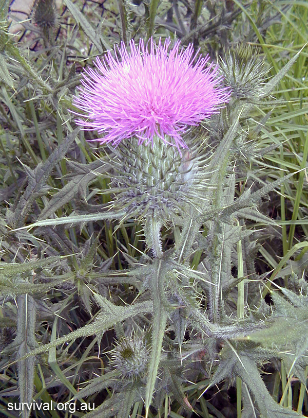 Cirsium vulgare - Spear Thistle - Bush Tucker Plant Foods