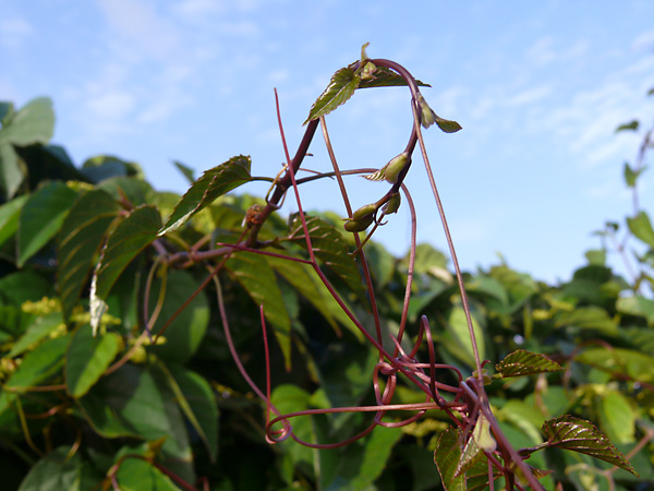 Cissus antarctica - Kangaroo Vine - Native Grape