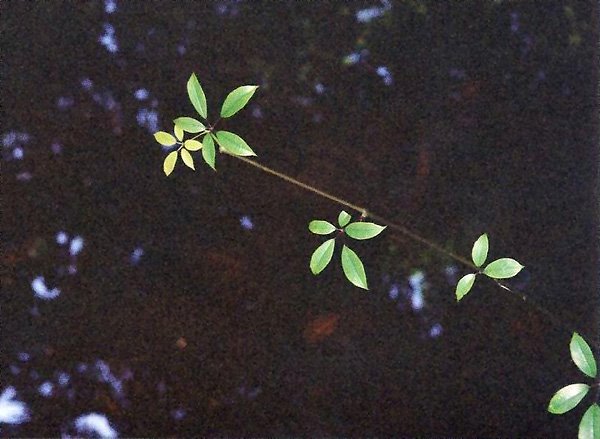 Cissus hypoglauca - Five Leaf Water Vine - Native Grape