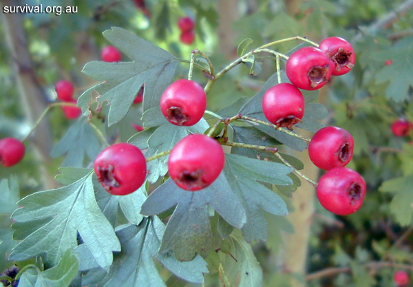 Crataegus monogyna - Hawthorn - Edible Weeds and Bush Tucker Plant Foods