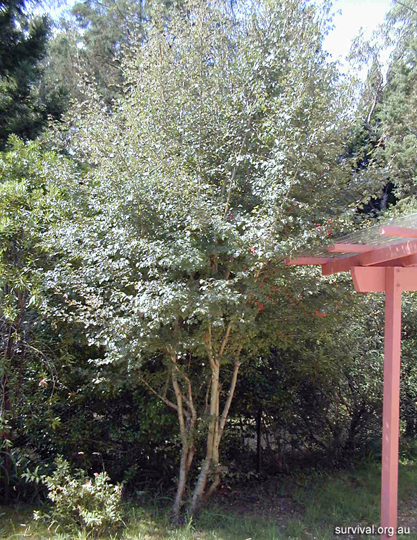 Crataegus monogyna - Hawthorn - Edible Weeds and Bush Tucker Plant Foods