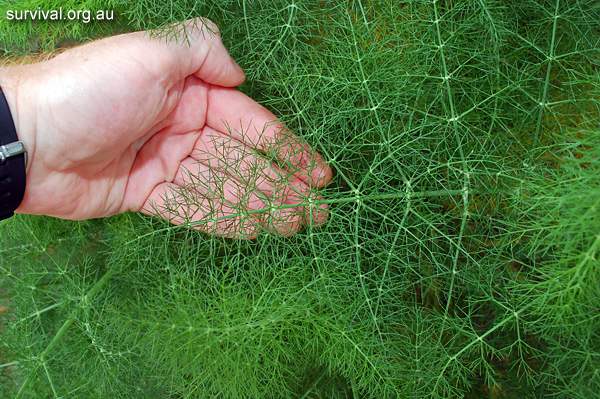 Foeniculum vulgare - Fennel - Edible Weeds and Bush Tucker Plant Foods